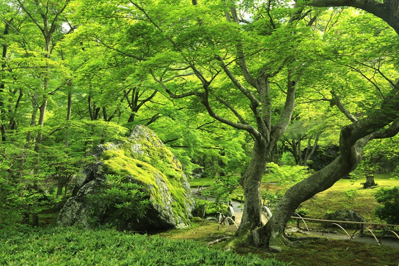 苔生した獅子岩