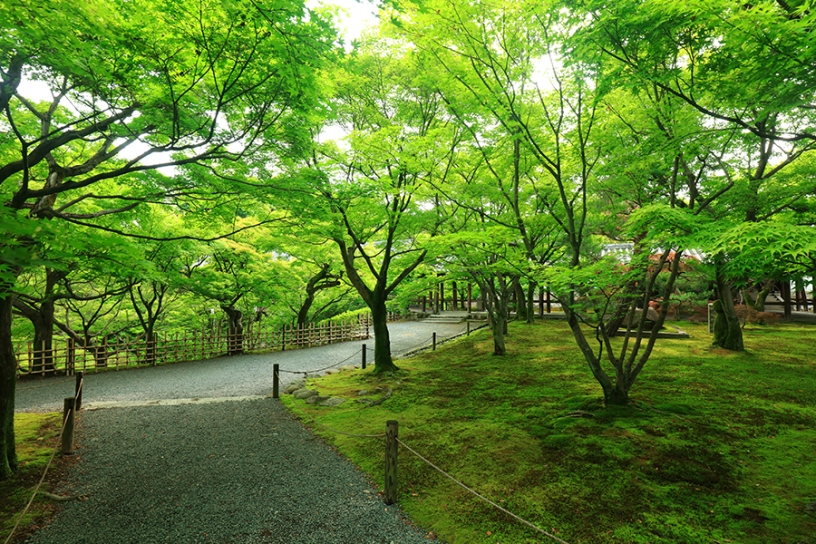 特に通天橋の南側エリアに苔が多い