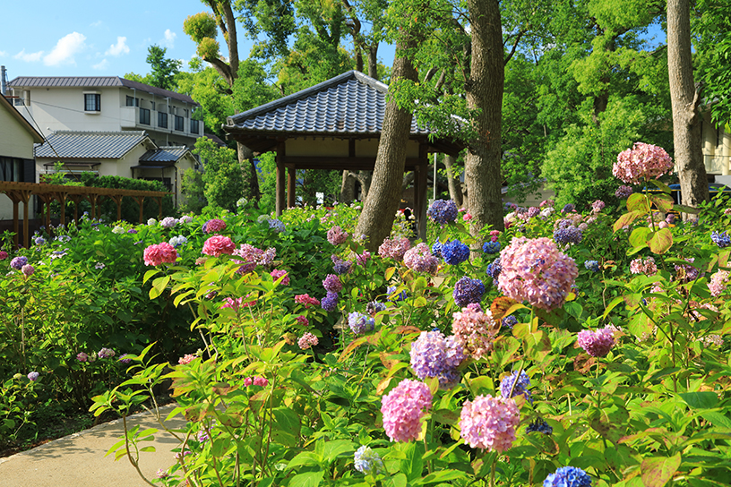 紫陽花苑