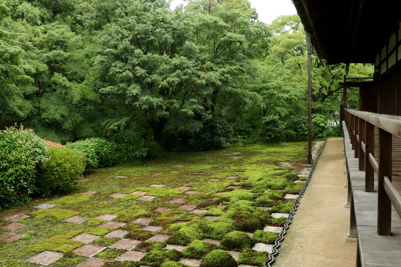 北庭。サツキの刈込の先には青もみじが植えられています