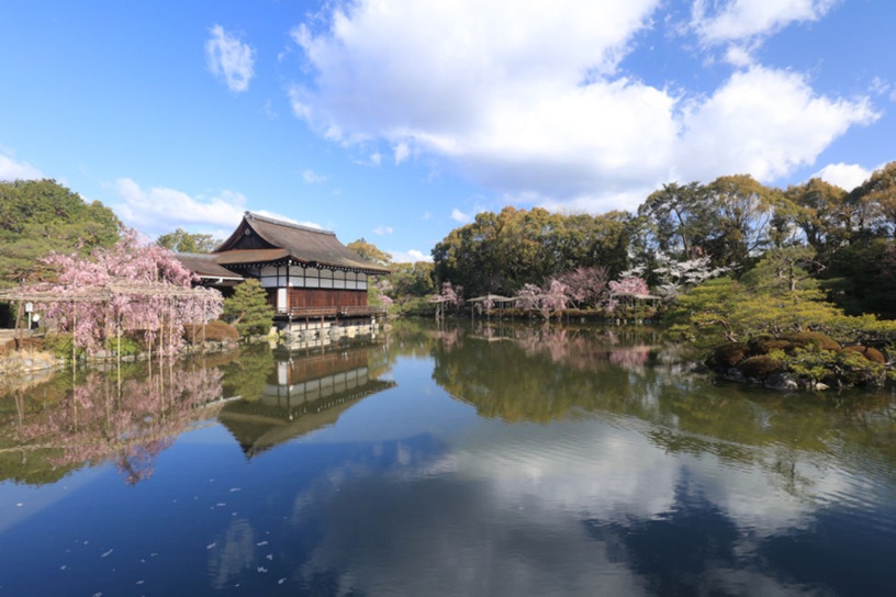 平安神宮 桜の神苑早朝特別参拝｜そうだ 京都、行こう。