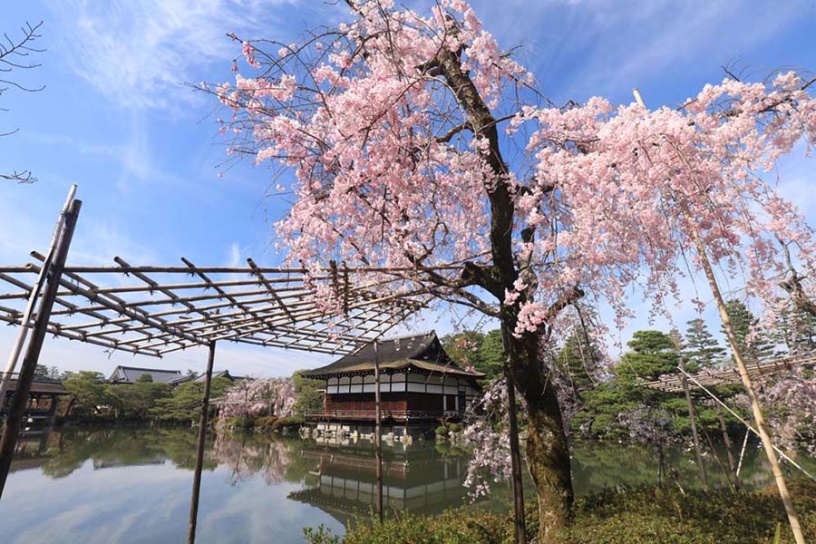 平安神宮 桜の神苑早朝特別参拝｜そうだ 京都、行こう。