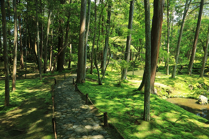 西芳寺 庭園内の小径