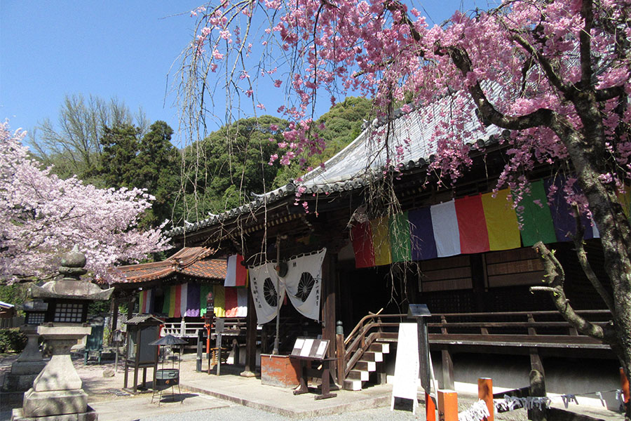 本堂 ※桜の見頃は気候条件によって変動いたします。