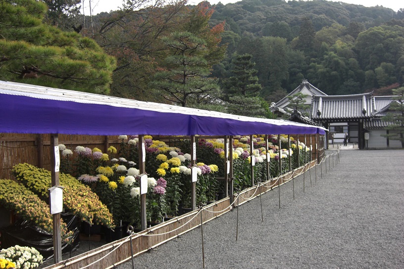 泉涌寺 菊花展