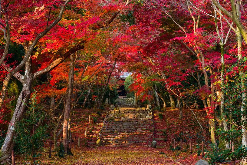 浄住寺 秋の特別公開