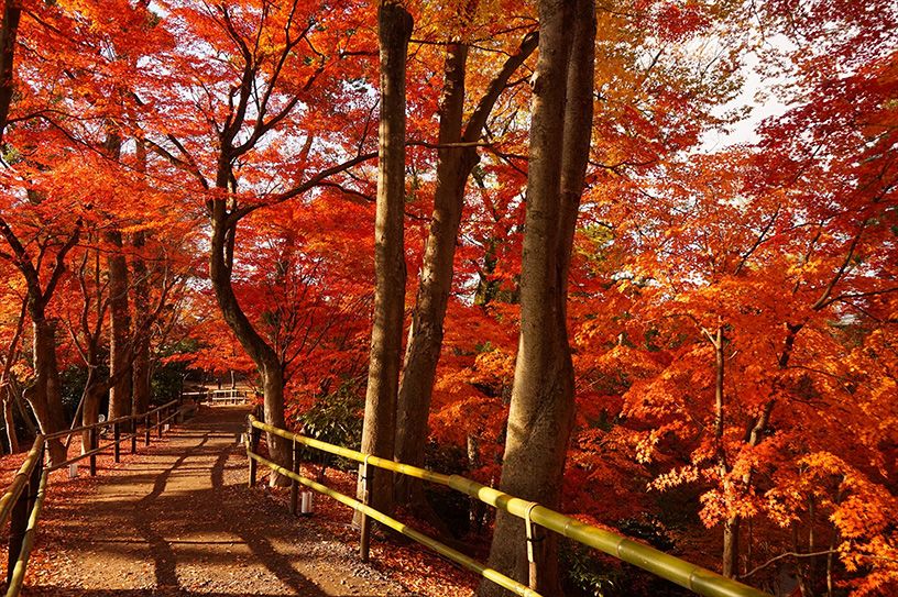 北野天満宮 御土居の公開 そうだ 京都 行こう