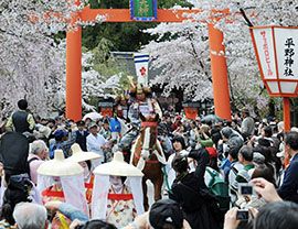 平野神社 桜花祭｜そうだ 京都、行こう。