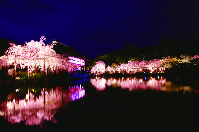平安神宮 桜音夜