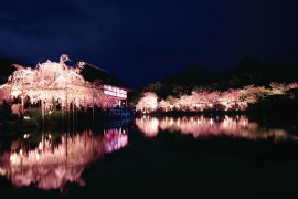 4_sakuraotoyo_t.jpg