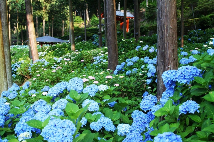 三室戸寺 あじさい園公開