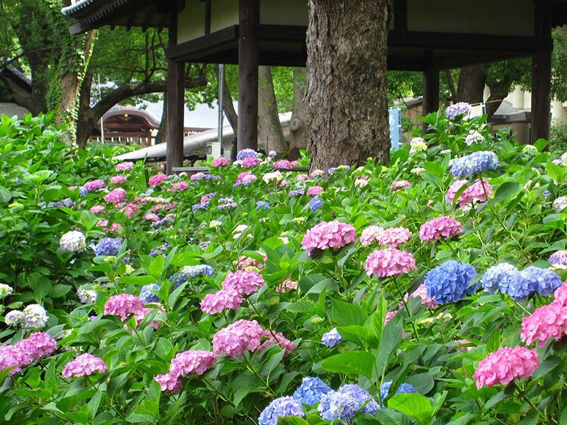 藤森神社 紫陽花苑公開