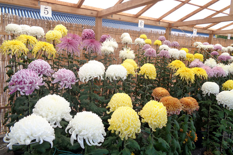 第72回本願寺献菊展