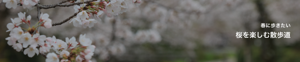 春に歩きたい桜を楽しむ散歩道