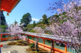 梅と桜を合わせてめぐる、花づくしの旅