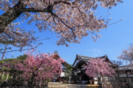 知られざる桜名所「西陣」のお花見さんぽ旅