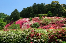 暮春の草花を楽しむオススメお散歩コース・宇治