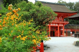 暮春の草花を楽しむオススメお散歩コース・下鴨神社～二条城