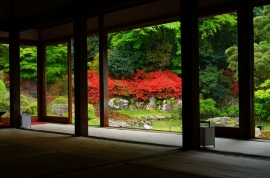 暮春の草花を楽しむオススメお散歩コース・東山