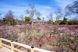 早春の草花を楽しむオススメお散歩コース・北野天満宮〜花園