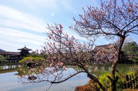 早春の草花を楽しむオススメお散歩コース・岡崎〜哲学の道