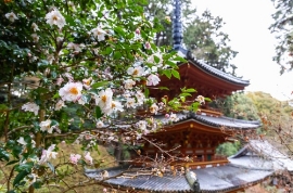 早春の草花を楽しむオススメお散歩コース・当尾の里 岩船寺～浄瑠璃寺