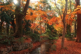 紅葉名所　下鴨神社〜瑠璃光院エリア