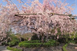 今からでも楽しめる！ “日帰り京都さくら旅”コース