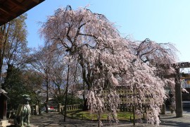 「勧修寺」桜旅モデルコース