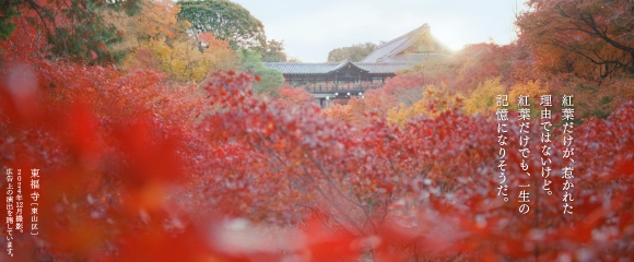 紅葉だけが、惹かれた理由ではないけど。紅葉だけでも、一生の記憶になりそうだ。