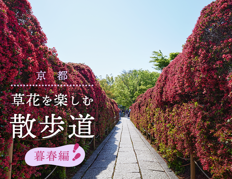 京都 草花を楽しむ散歩道〜暮春編〜｜そうだ 京都、行こう。