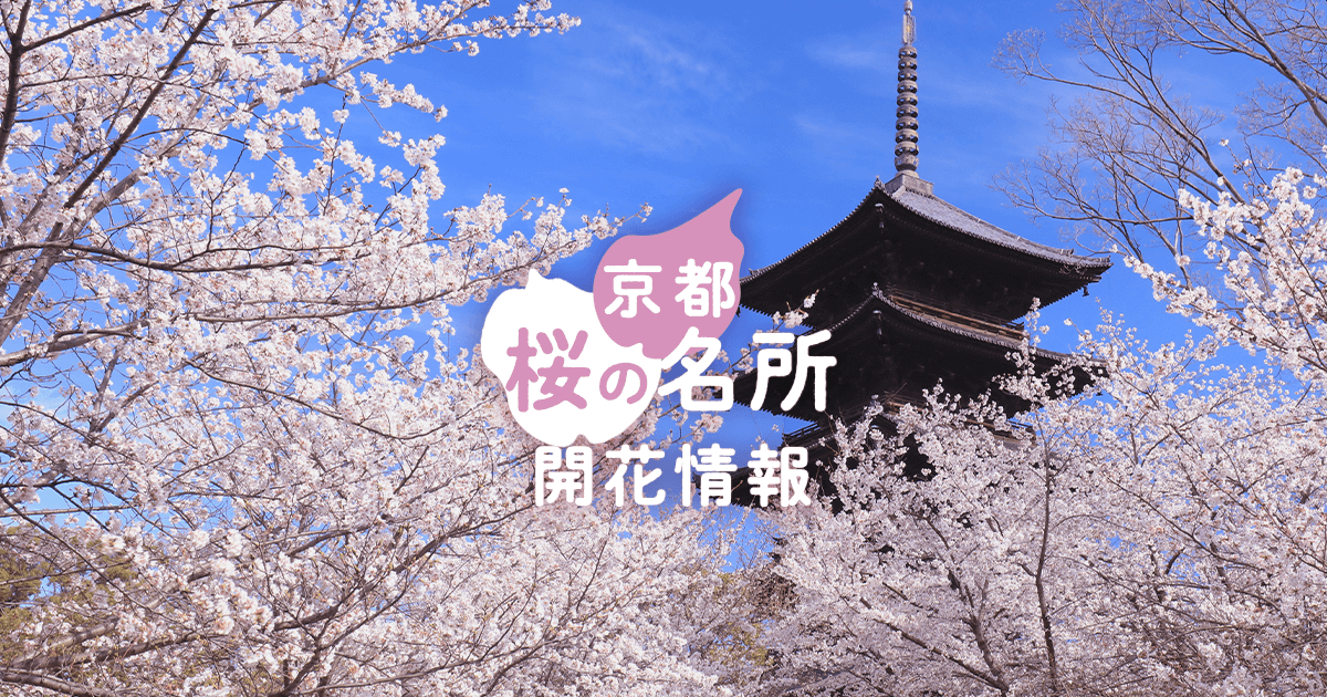 京都 桜の名所開花情報｜そうだ 京都、行こう。
