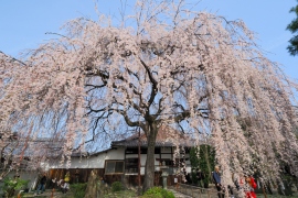 本山 本満寺