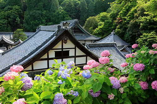 京都の夏 涼を感じる花めぐり｜そうだ 京都、行こう。