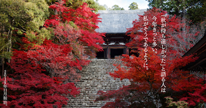 今年の秋は、待ち望んだ京都へ