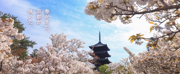 春が来た。京都が、咲いた。