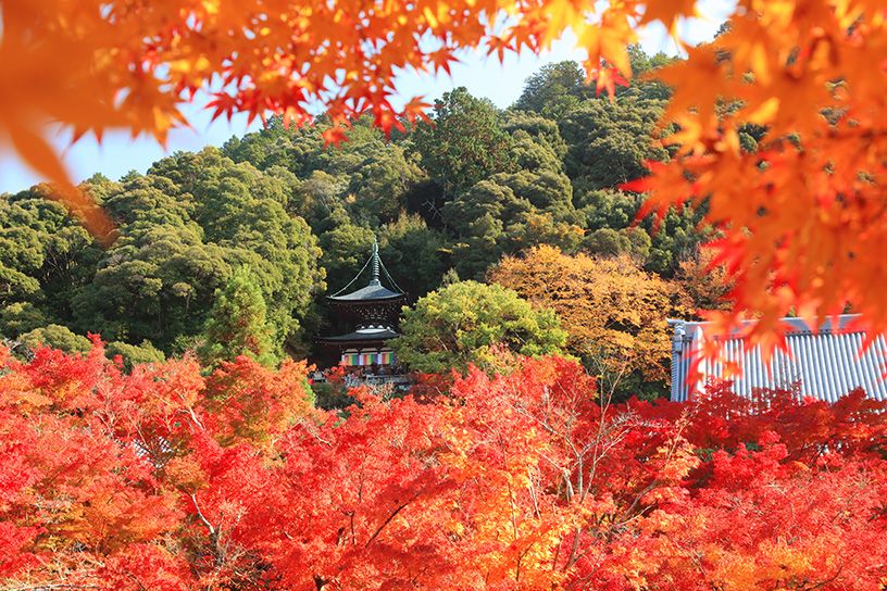 永観堂 禅林寺 そうだ 京都 行こう