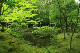 西芳寺［苔寺］｜そうだ 京都、行こう。