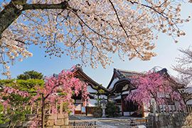 妙顕寺｜そうだ 京都、行こう。