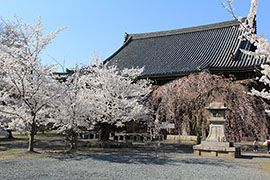 立本寺｜そうだ 京都、行こう。