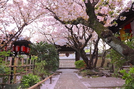 雨宝院｜そうだ 京都、行こう。