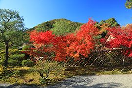 光悦寺 そうだ 京都 行こう