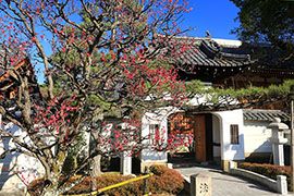 法住寺｜そうだ 京都、行こう。