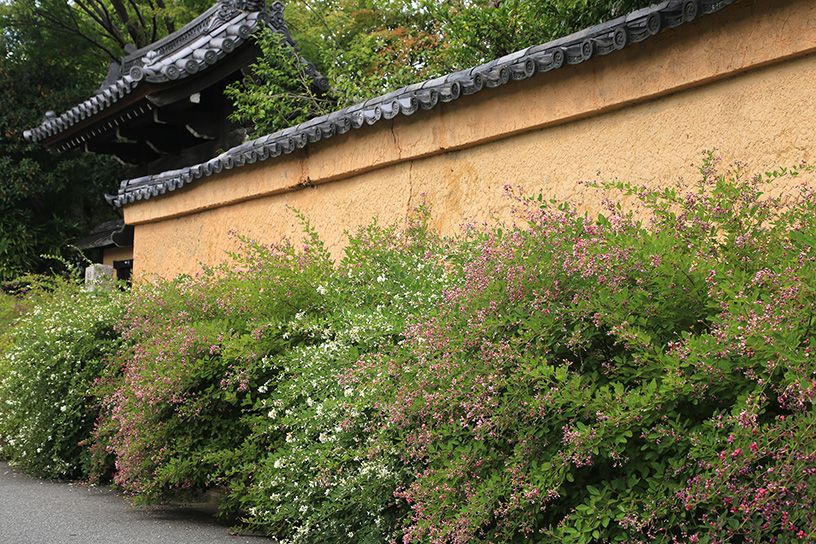 迎称寺