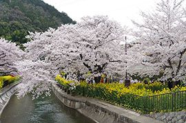 山科疏水｜そうだ 京都、行こう。