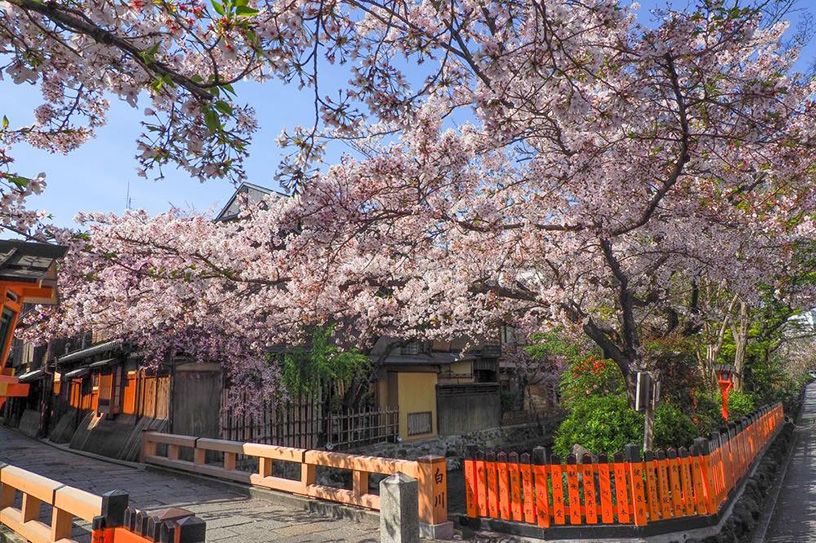 祇園白川 そうだ 京都 行こう