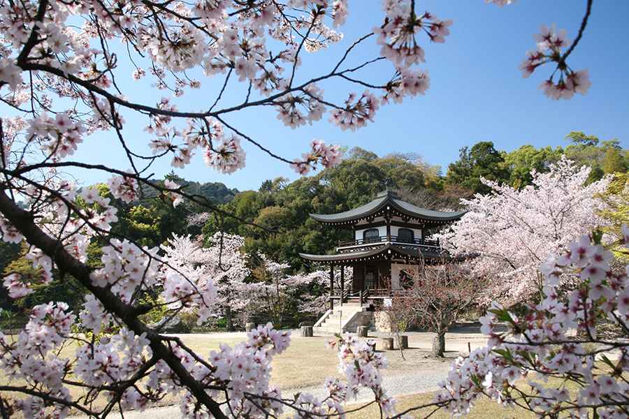 穴場な桜名所、春の勧修寺へ行こう！