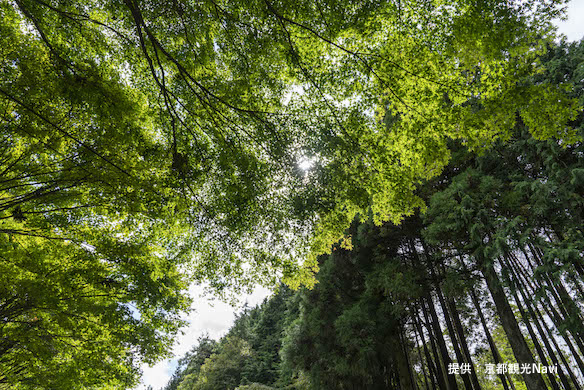 北山東部コース