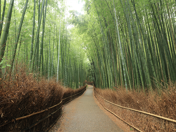 Rừng Sagano, một thiên đường tự nhiên nằm yên bình ở trung tâm của đất nước mặt trời mọc, là một trong những kỳ quan thiên nhiên tuyệt vời nhất của Nhật Bản. 