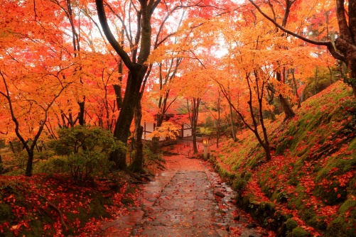 嵯峨野・嵐山エリアのずらし旅ポイント